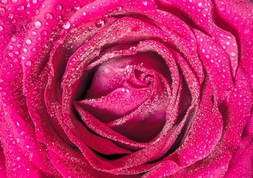 Close up beautiful pink rose , Sweet color natural floral background, Vintage picture style