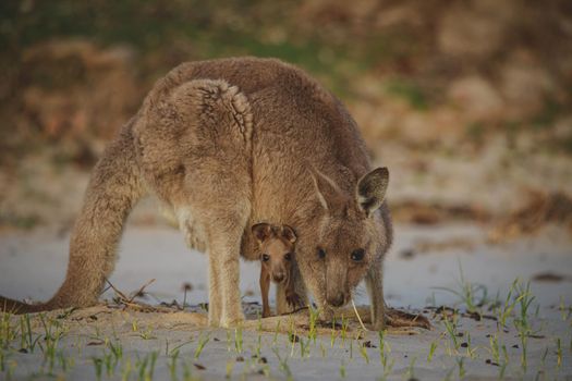 Female Eastern Grey Kangaroo with her Joey. High quality photo