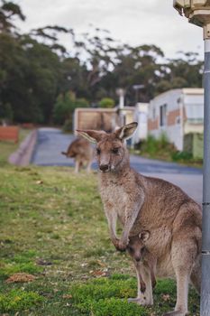 Female Eastern Grey Kangaroo with her Joey. High quality photo