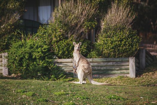 White kangaroo grazing with her joey, Australia . High quality photo