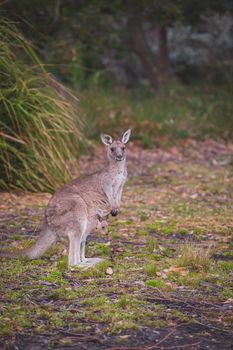 Female Eastern Grey Kangaroo with her Joey. High quality photo