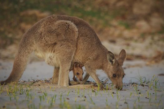 Female Eastern Grey Kangaroo with her Joey. High quality photo