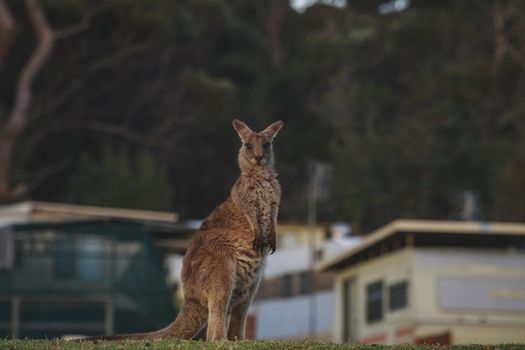 Female Eastern Grey Kangaroo with her Joey. High quality photo