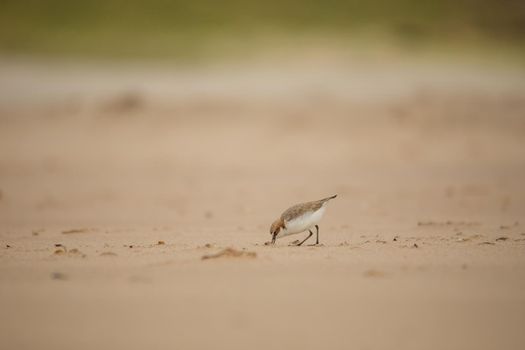 Red-capped plover ~ Charadrius ruficapillus ~ also known as the red-capped dotterel. High quality photo