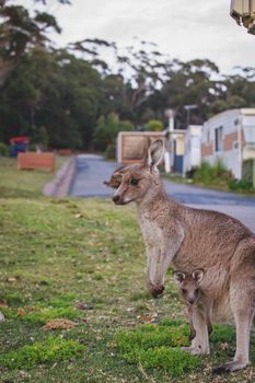 Female Eastern Grey Kangaroo with her Joey. High quality photo