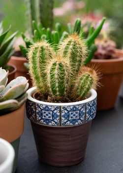cacti and succulents in pots sold in a shop