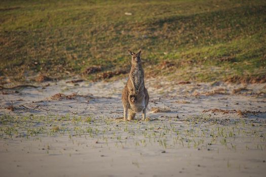 Female Eastern Grey Kangaroo with her Joey. High quality photo