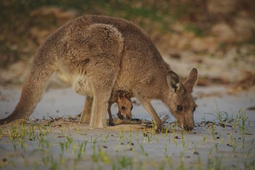 Female Eastern Grey Kangaroo with her Joey. High quality photo