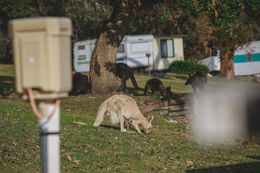 White kangaroo grazing with her joey, Australia . High quality photo