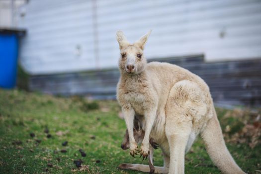 White kangaroo grazing with her joey, Australia . High quality photo