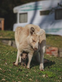 White kangaroo grazing with her joey, Australia . High quality photo