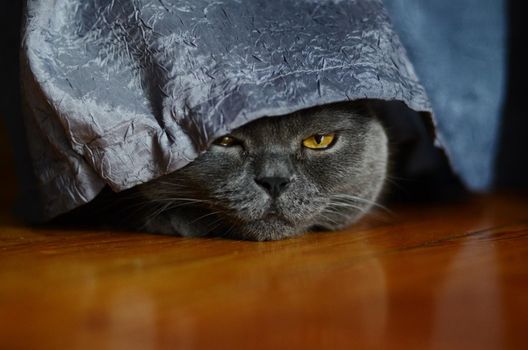 a gray cat of British or Scottish breed lies on the bed in the light from the window