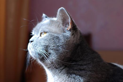 a gray cat of British or Scottish breed lies on the bed in the light from the window