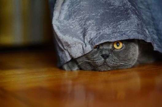 a gray cat of British or Scottish breed lies on the bed in the light from the window