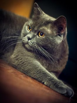 a gray cat of British or Scottish breed lies on the bed in the light from the window