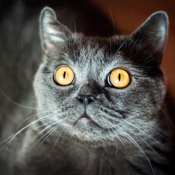 a gray cat of British or Scottish breed lies on the bed in the light from the window