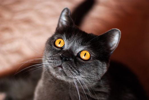 a gray cat of British or Scottish breed lies on the bed in the light from the window