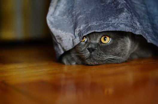 a gray cat of British or Scottish breed lies on the bed in the light from the window