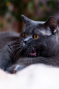 a gray cat of British or Scottish breed lies on the bed in the light from the window