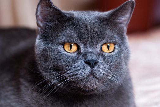a gray cat of British or Scottish breed lies on the bed in the light from the window