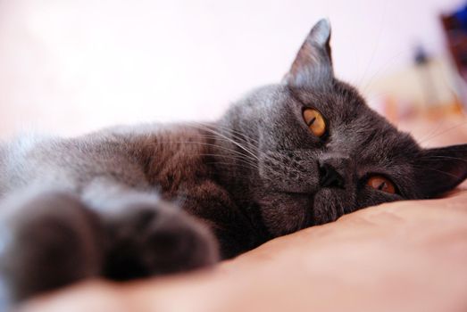 a gray cat of British or Scottish breed lies on the bed in the light from the window