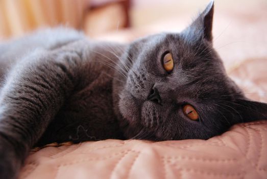 a gray cat of British or Scottish breed lies on the bed in the light from the window