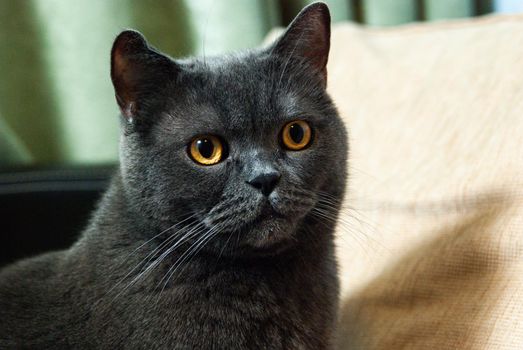 a gray cat of British or Scottish breed lies on the bed in the light from the window