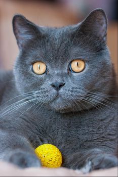 a gray cat of British or Scottish breed lies on the bed in the light from the window