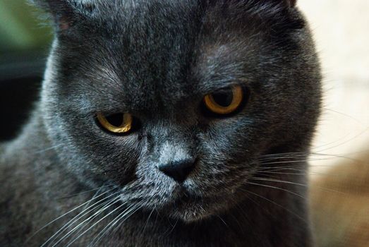 a gray cat of British or Scottish breed lies on the bed in the light from the window