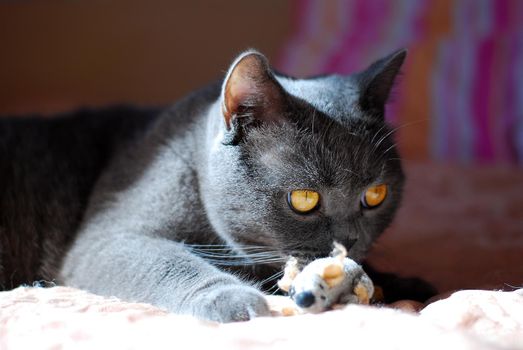 a gray cat of British or Scottish breed lies on the bed in the light from the window