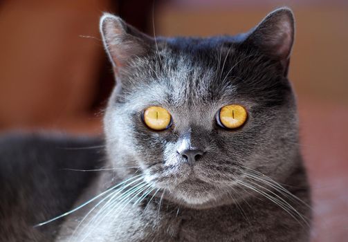 a gray cat of British or Scottish breed lies on the bed in the light from the window