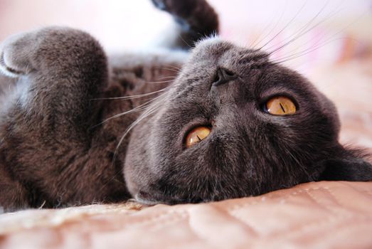 a gray cat of British or Scottish breed lies on the bed in the light from the window