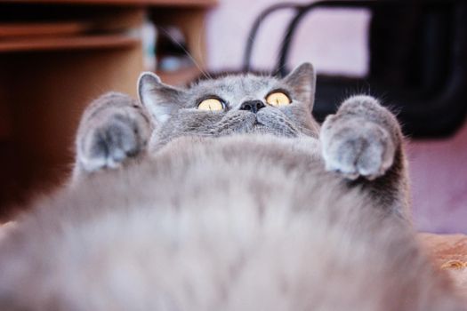 a gray cat of British or Scottish breed lies on the bed in the light from the window