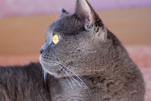 a gray cat of British or Scottish breed lies on the bed in the light from the window