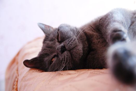 a gray cat of British or Scottish breed lies on the bed in the light from the window