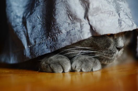 a gray cat of British or Scottish breed lies on the bed in the light from the window