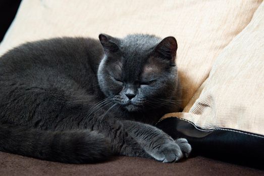 a gray cat of British or Scottish breed lies on the bed in the light from the window