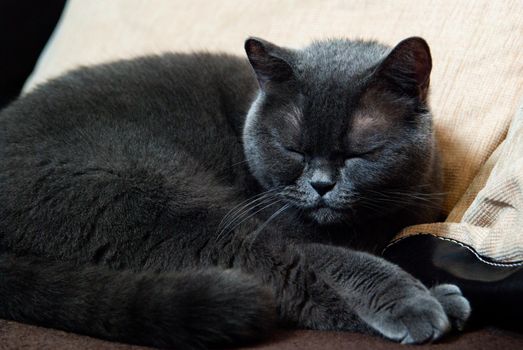 a gray cat of British or Scottish breed lies on the bed in the light from the window