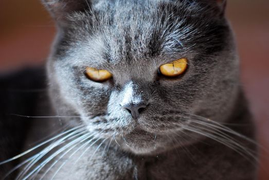 a gray cat of British or Scottish breed lies on the bed in the light from the window