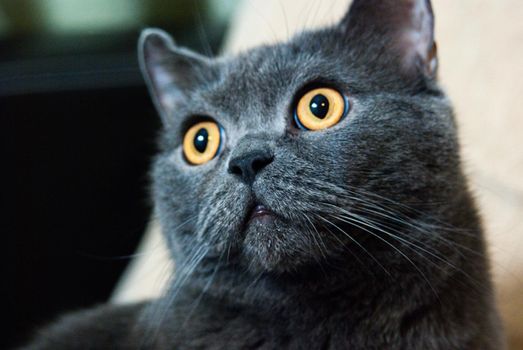 a gray cat of British or Scottish breed lies on the bed in the light from the window