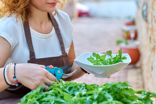 Woman in the garden cuts spicy basil herbs. Hands with garden pruner and plate cutting fragrant organic basil close up. Growing organic healthy food, hobbies, green trends