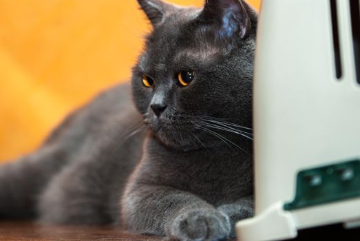 a gray cat of British or Scottish breed lies on the bed in the light from the window