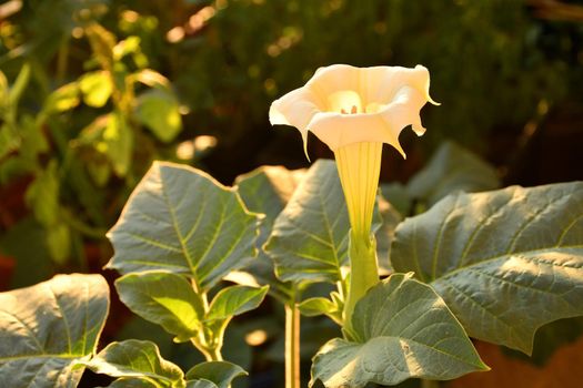 thorn apple with white flower in morning sun
