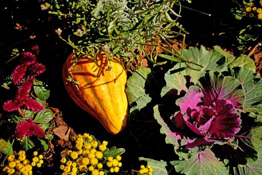 autumnal decorated garden with flowers and squash