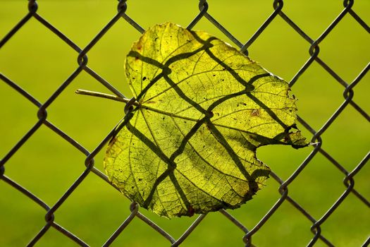 autumnal colored leaf in a fence in backlit