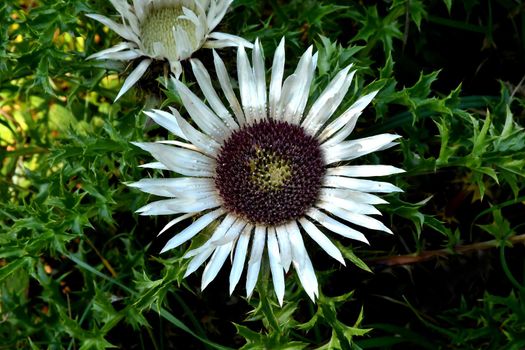 dwarf carline thistle in autumn in Germany