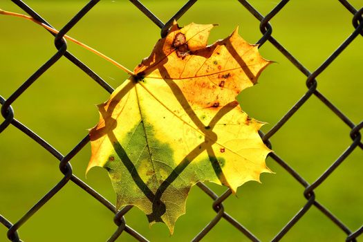 autumnal colored maple leaf in a fence in backlit