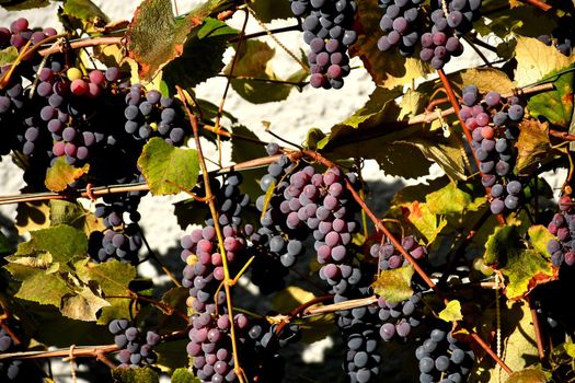 blue ripe grapes in a vineyard