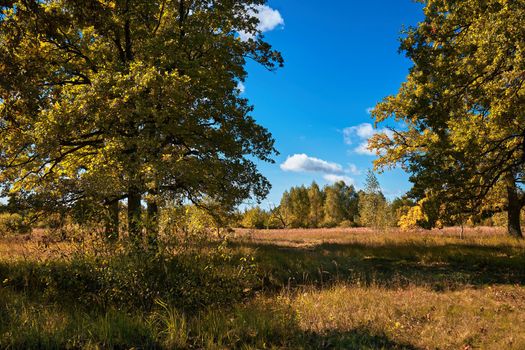 Bright sunny autumn day at the edge of an oak forest