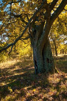 Large trunk of oak in autumn forest